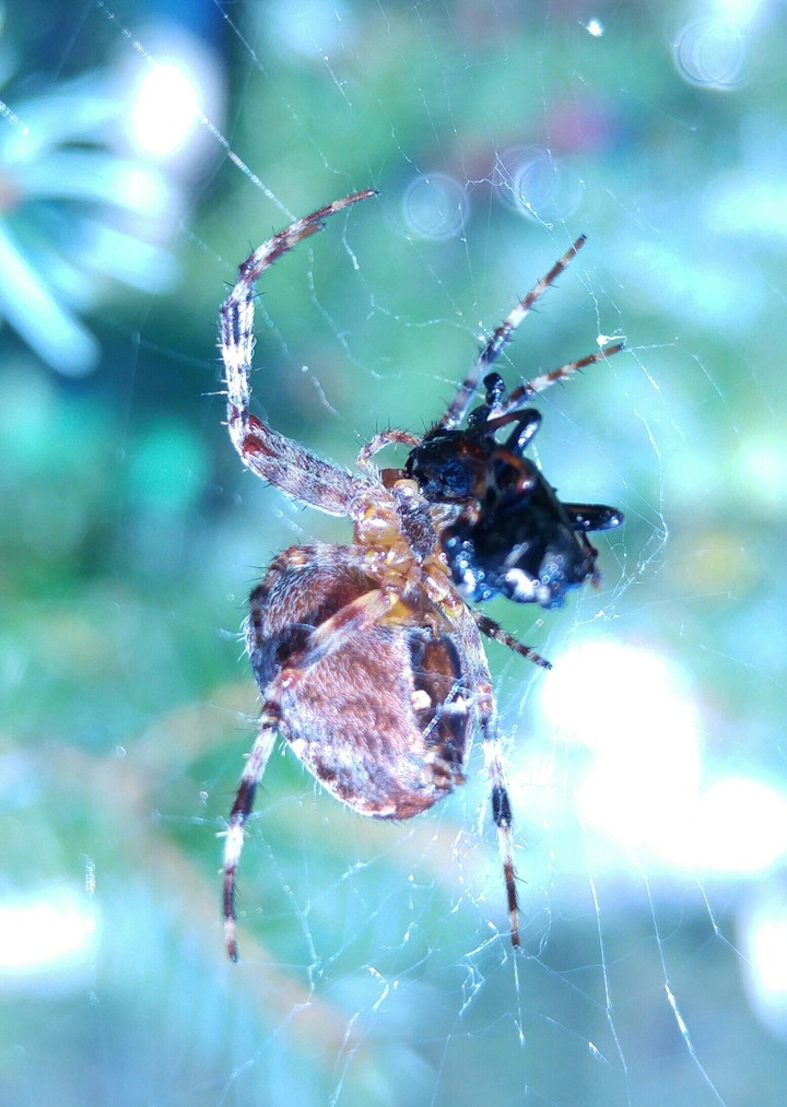 Spider during his breakfast