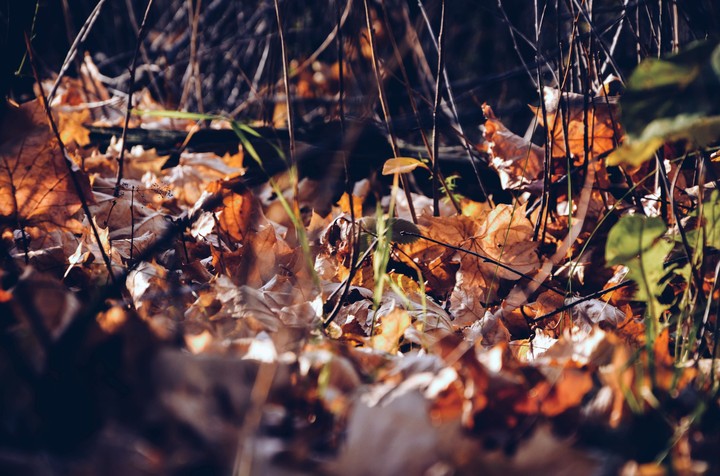 leaves
