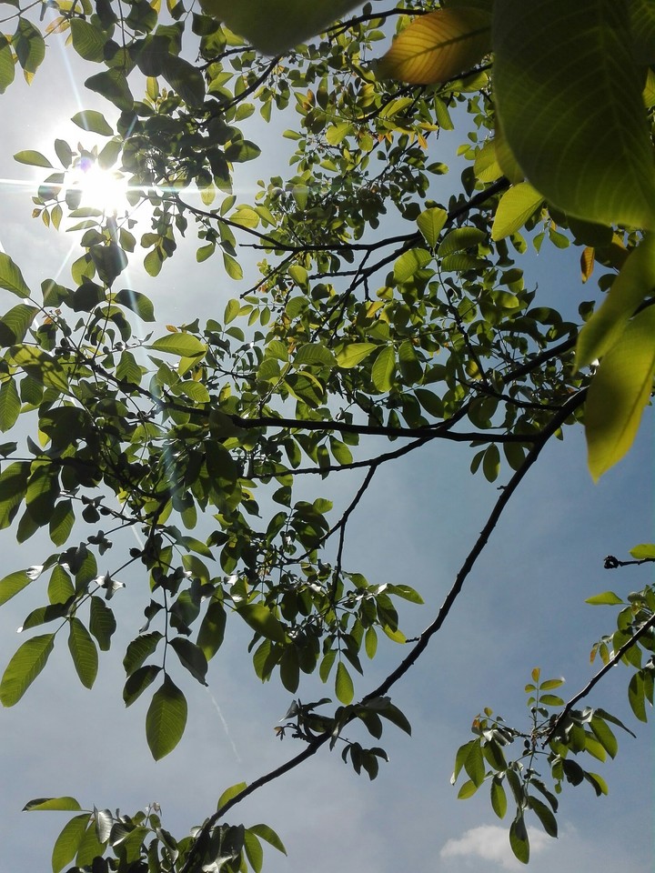 Sunny day