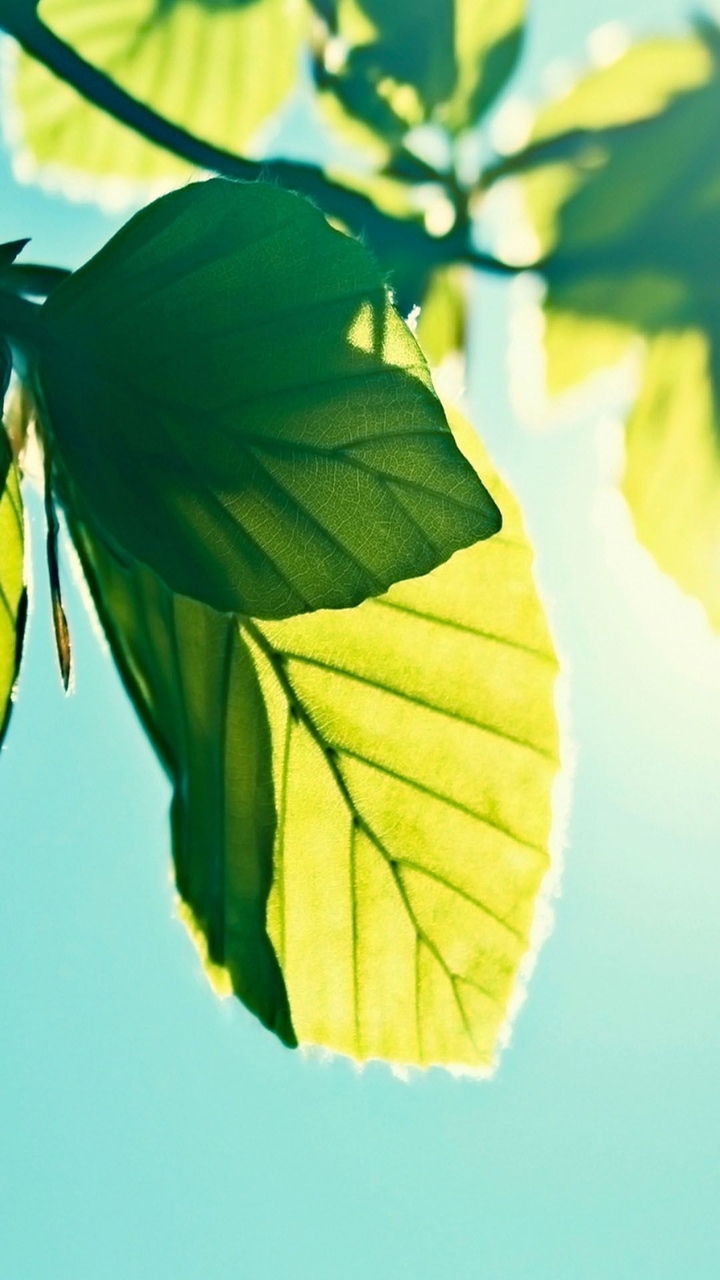Leaf