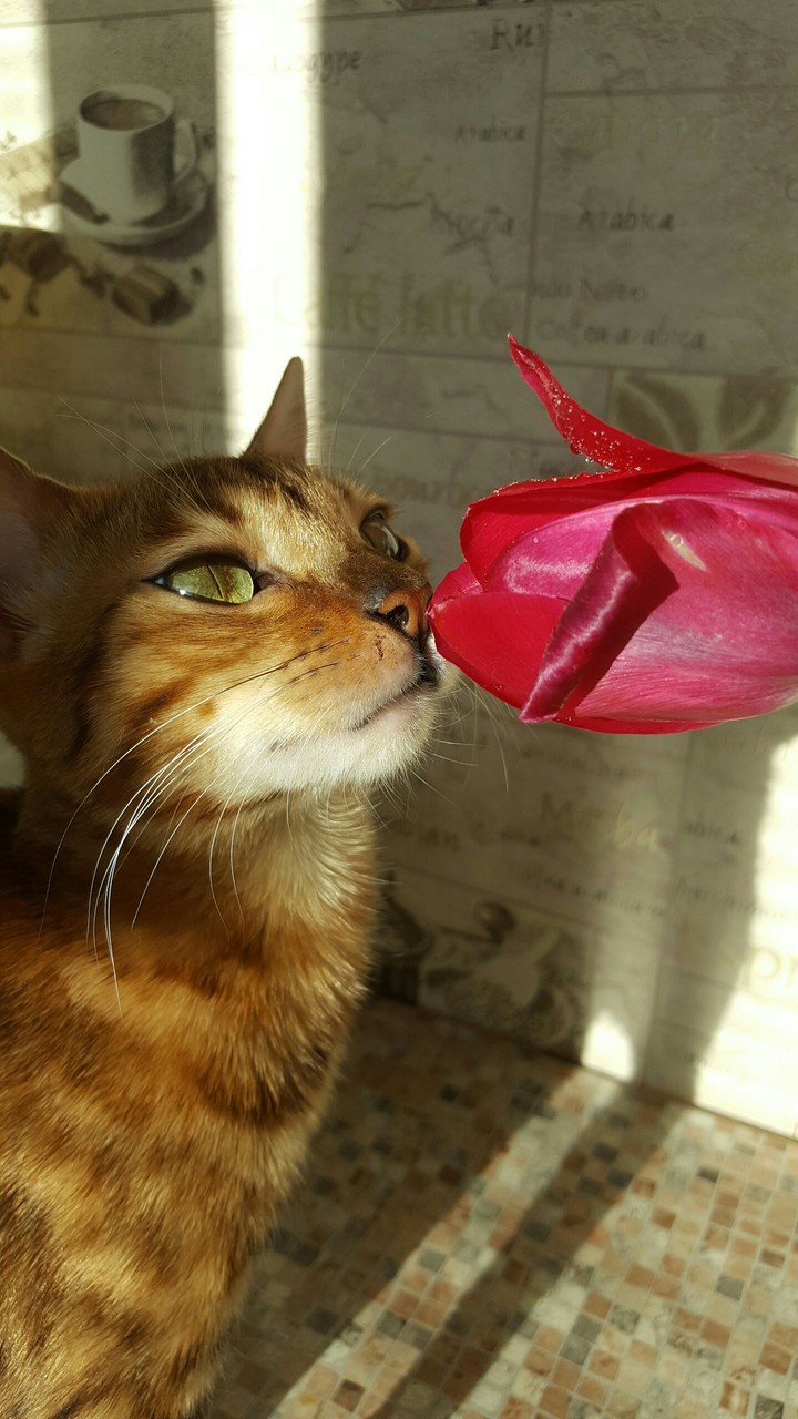 Love this cat