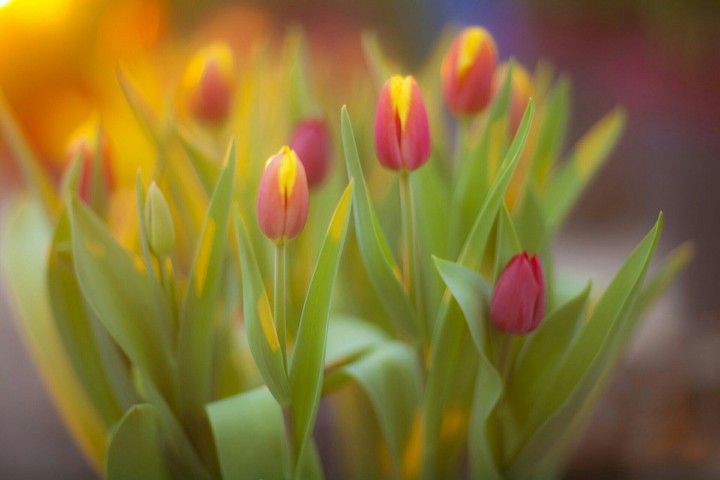 tulipanes rosas