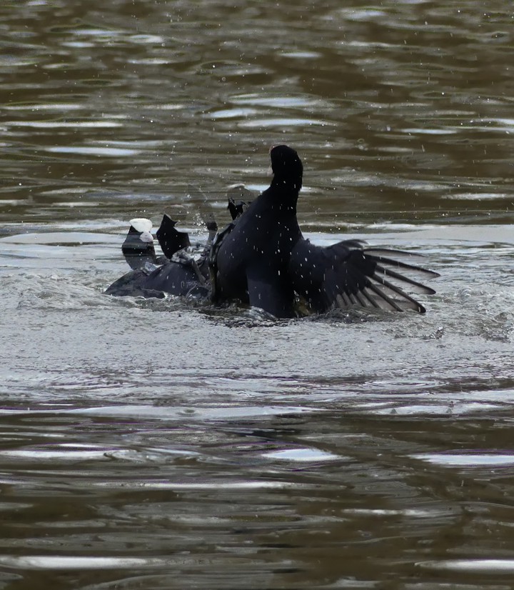 Bird Fight