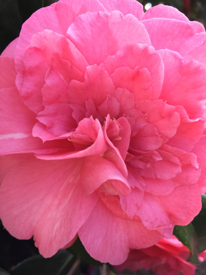 rosy pink