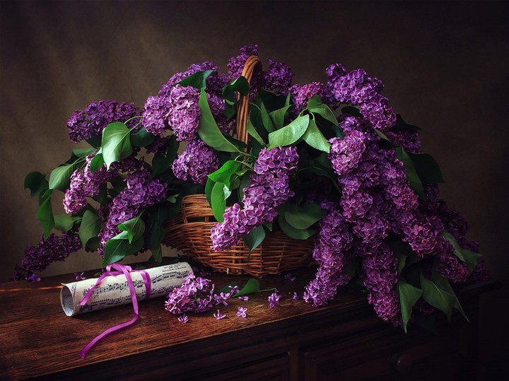 lilac
