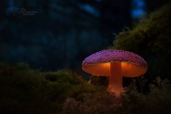 mashroom