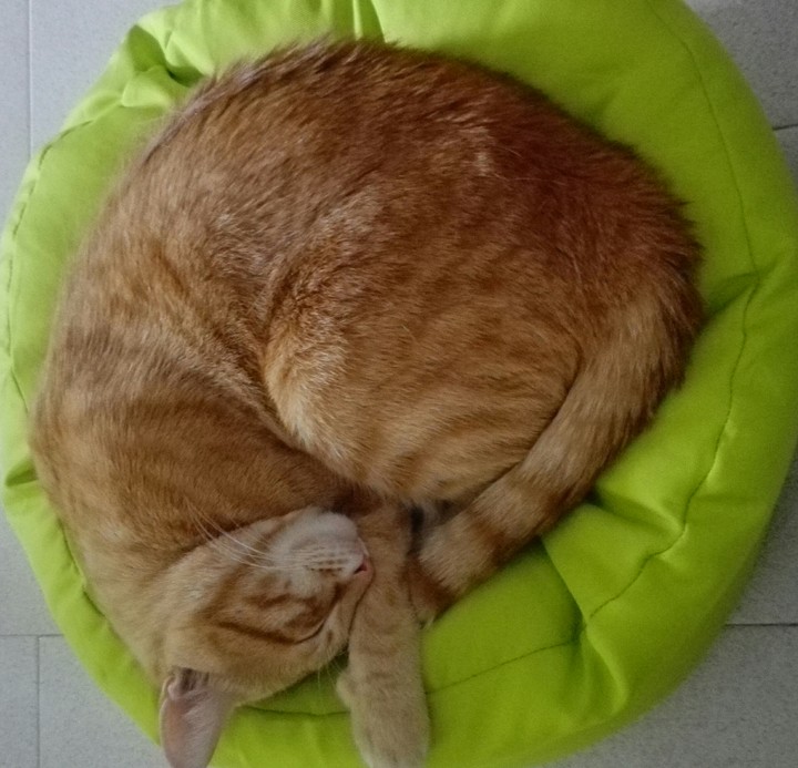 Oscar