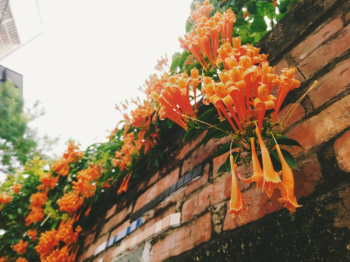 炮仗花