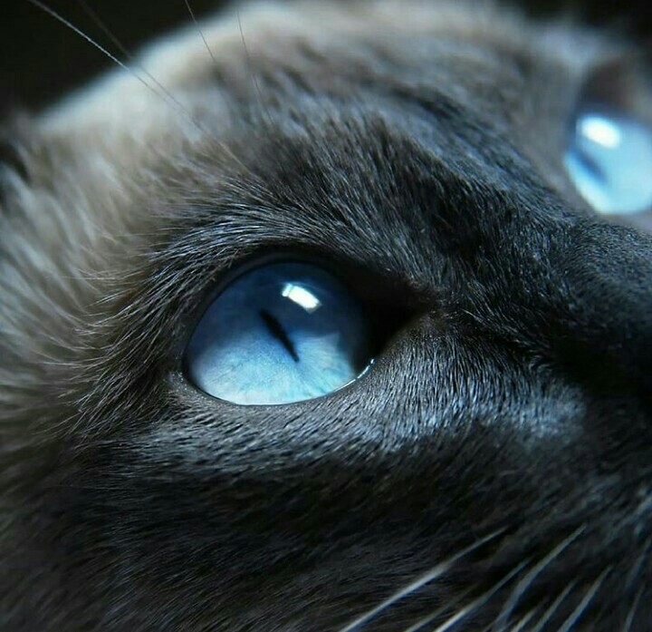 Siamese cat