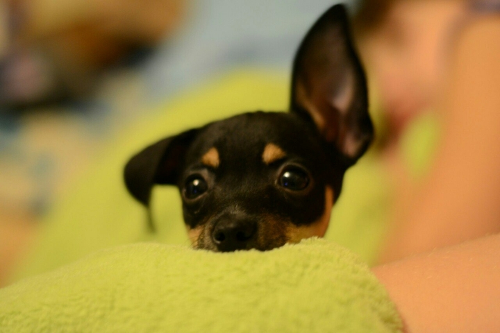 dog