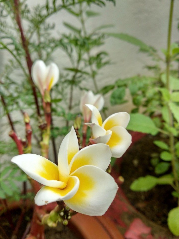 flower