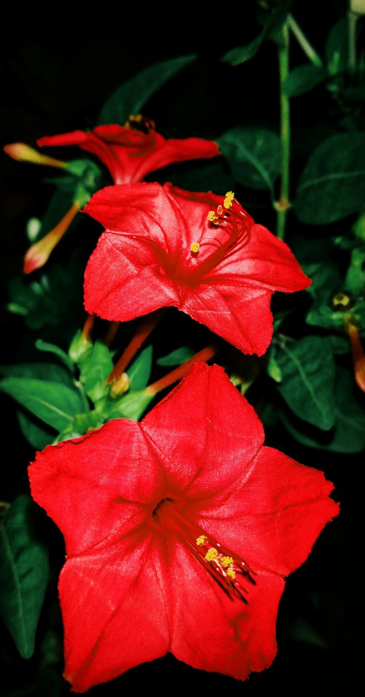 #Flowers