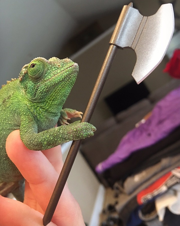 chameleon