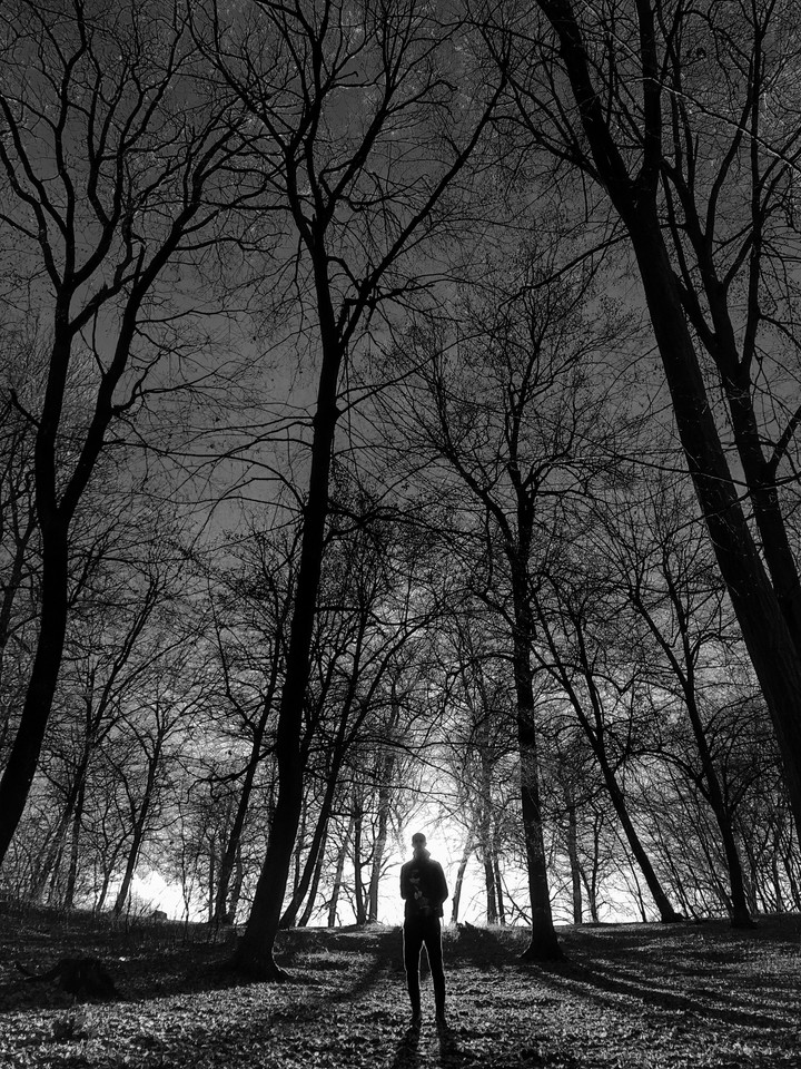 winter forest