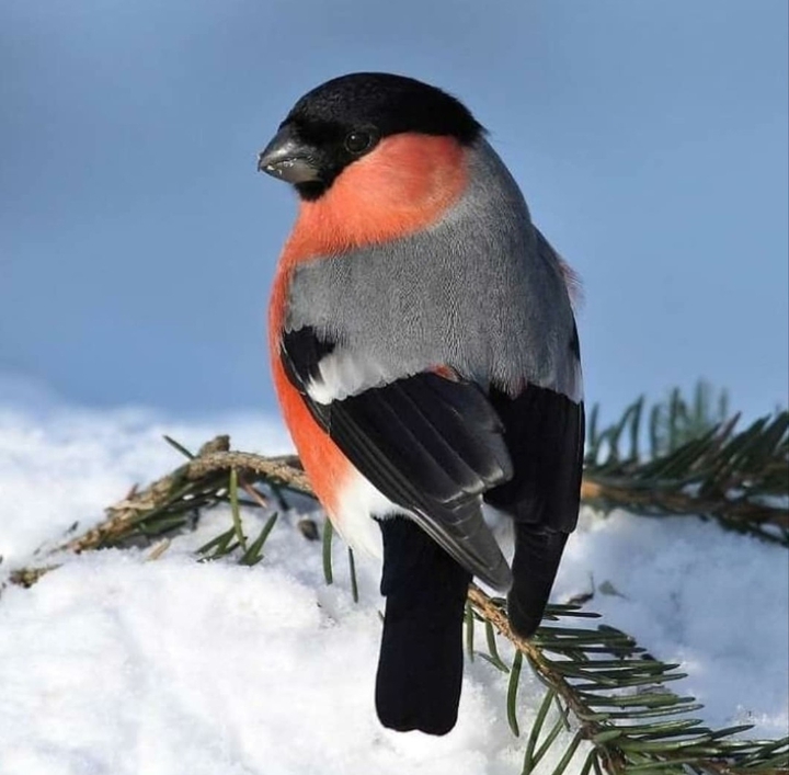 bird