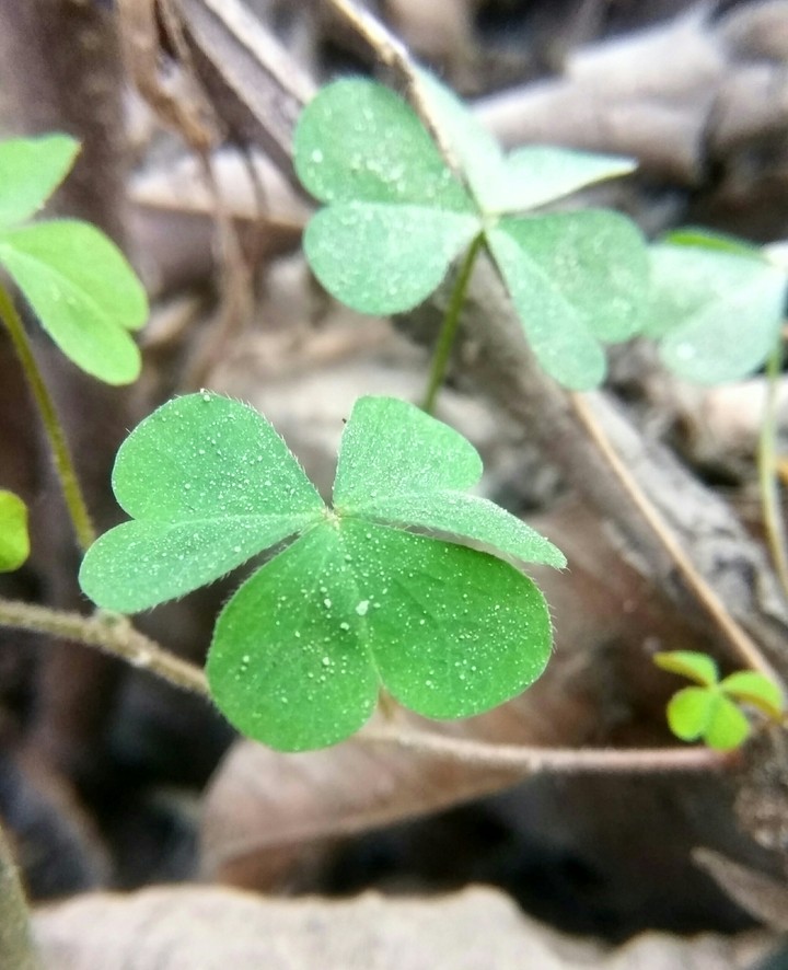 leaf 