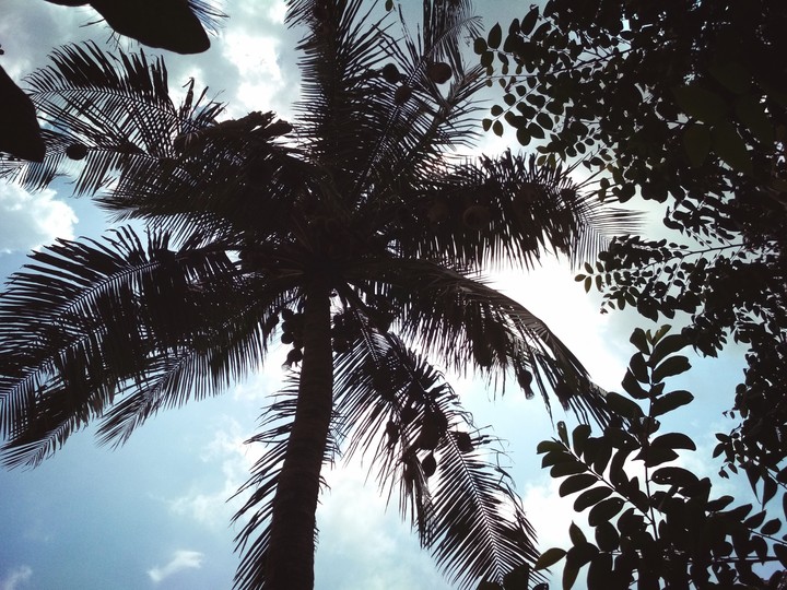 coconut tree