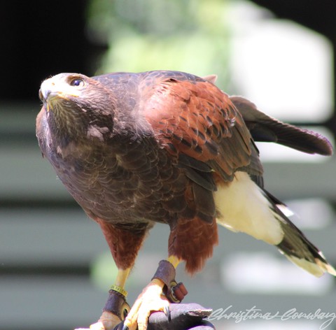 Red tail hawk