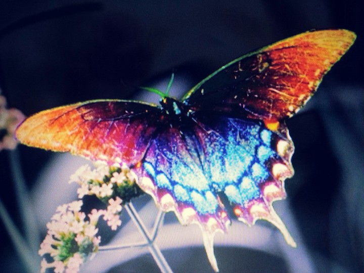 Mini Butterfly