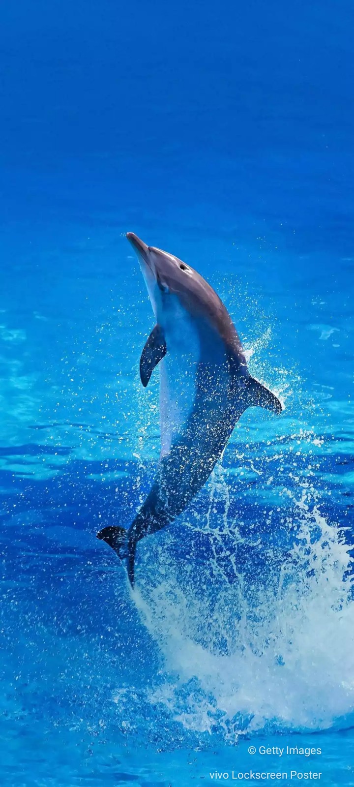 dolphin