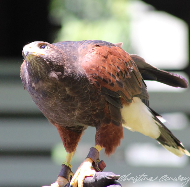 Red tail hawk