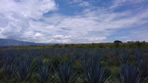 agave