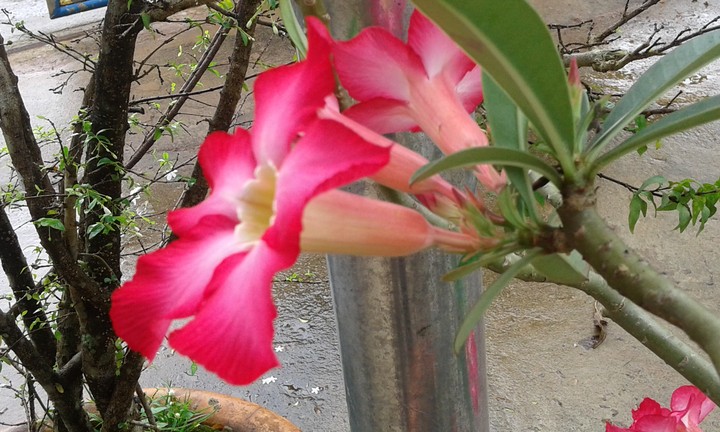 flower
