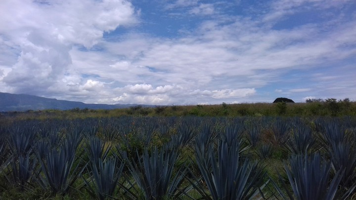 agave