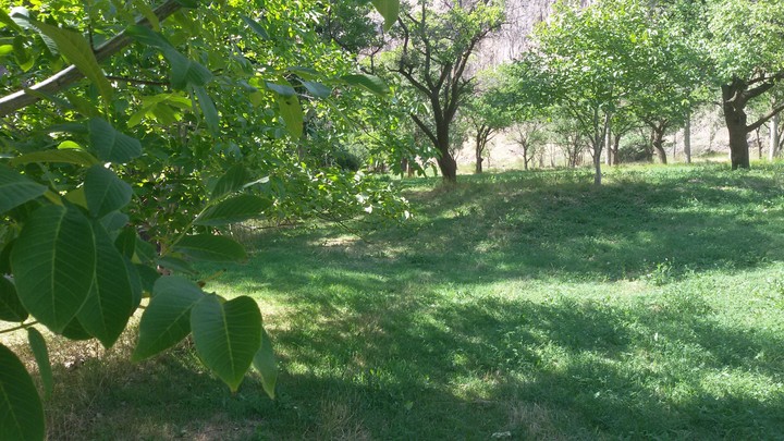 nature