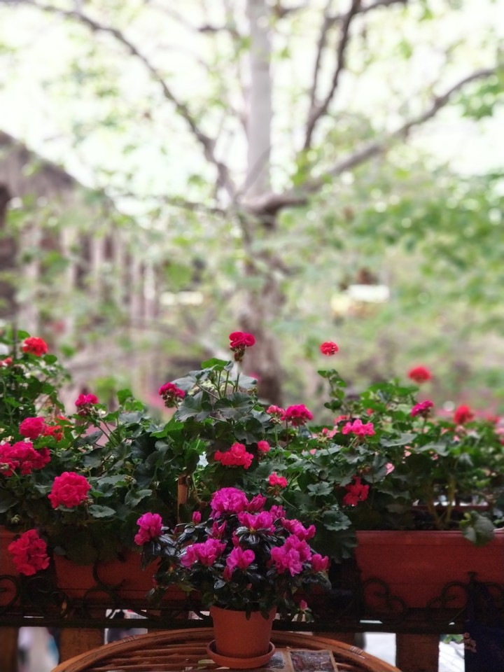 flowers