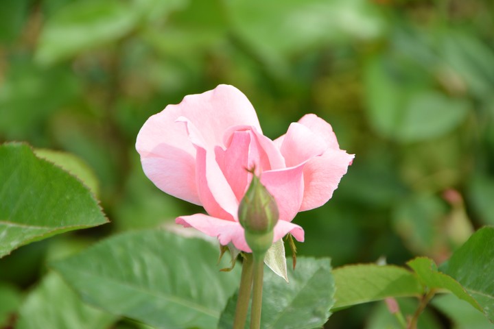중랑천이미지