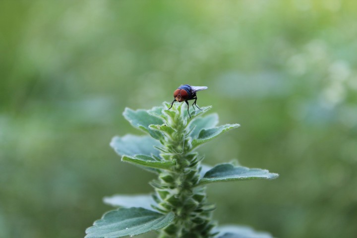 nature