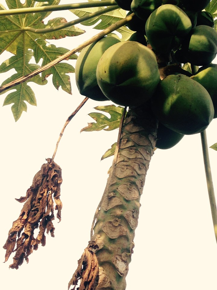 Trees images at Kerala