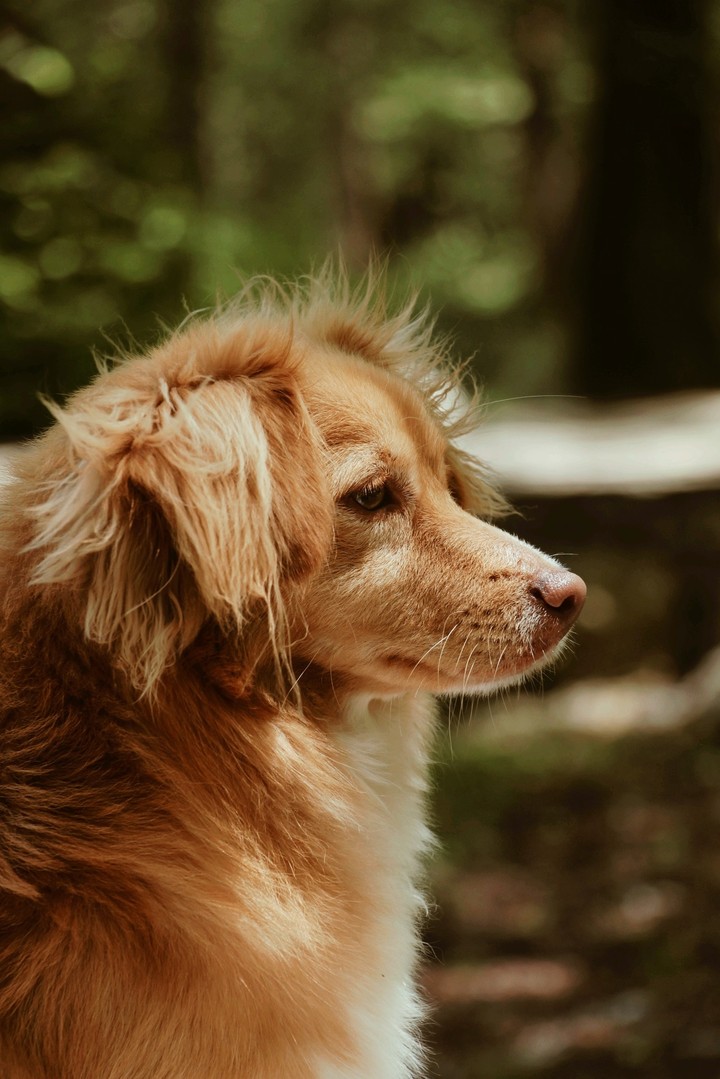 me and ma golden retriever ♥️??????
