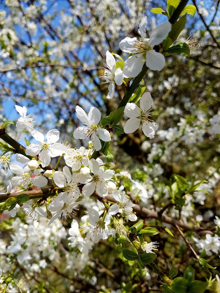 Spring Spring Spring