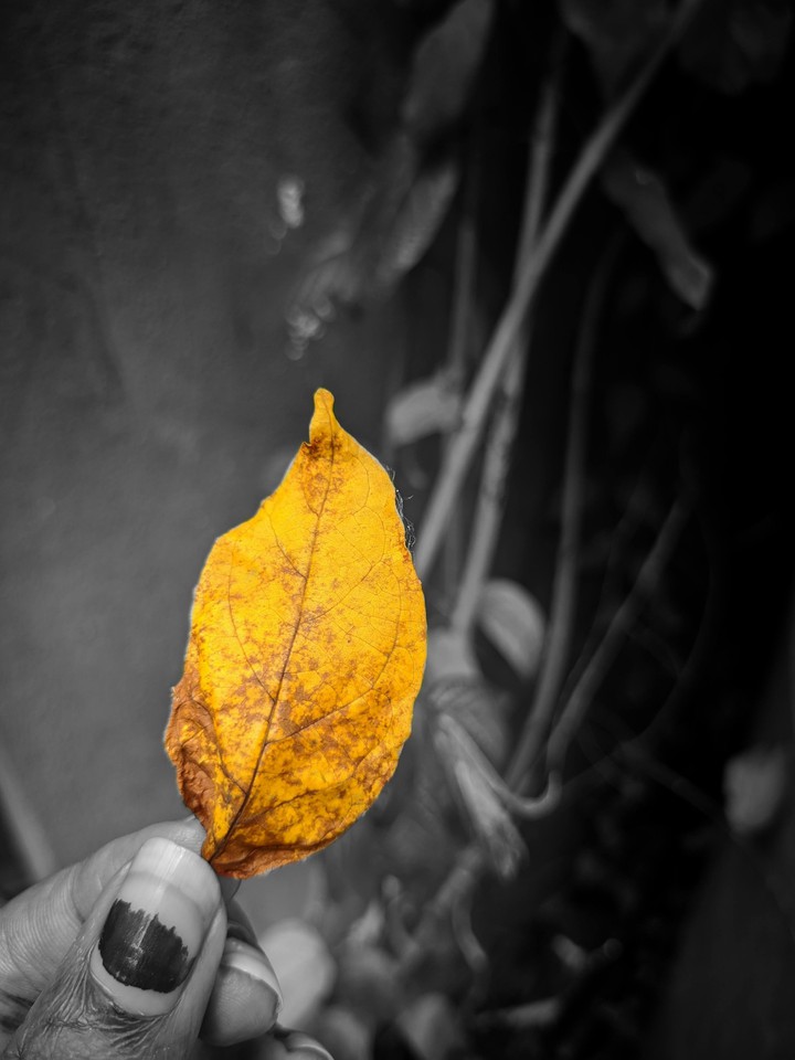 yellow leaves never turn into vibrant green again