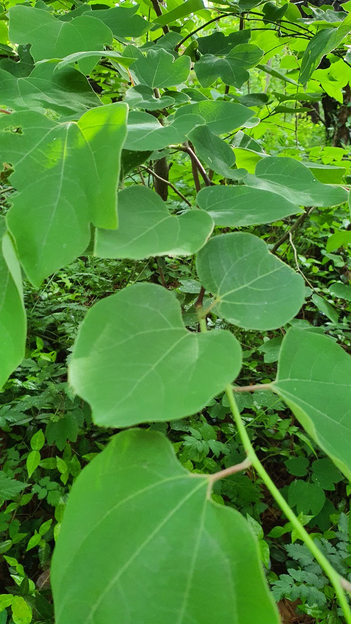 초록(evergreen)