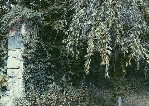 Ivy Covered Brick Wall and Tree