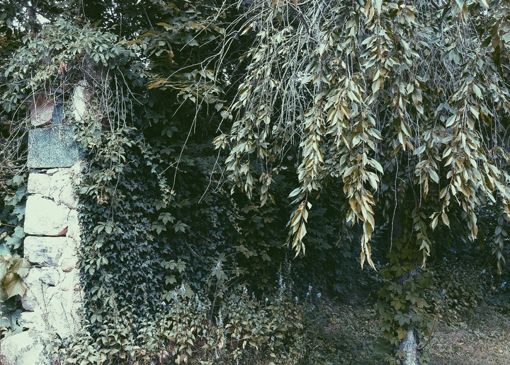 Ivy Covered Brick Wall and Tree