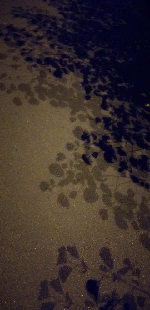 Shadows