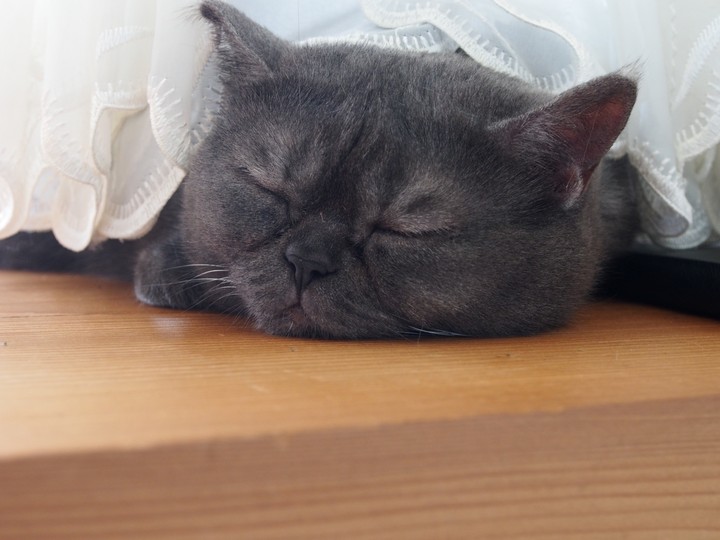 cat