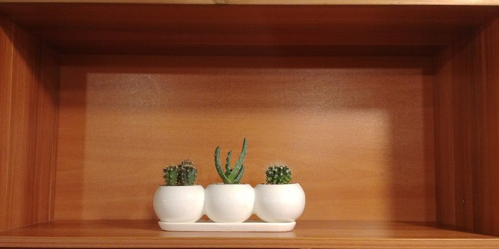 three lovely cactuses.