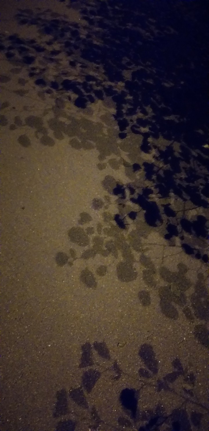 Shadows