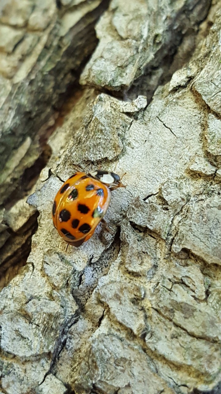 ladybird