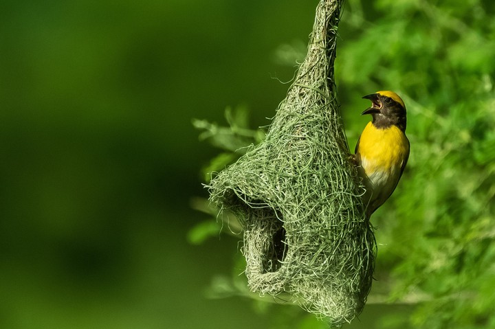 baya weaver
