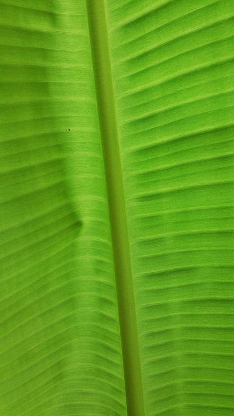 Symmetry of Nature