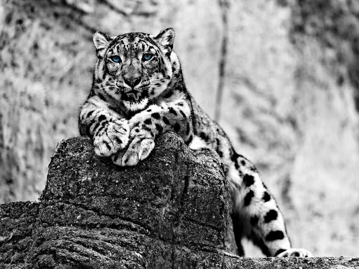 Snowleopard