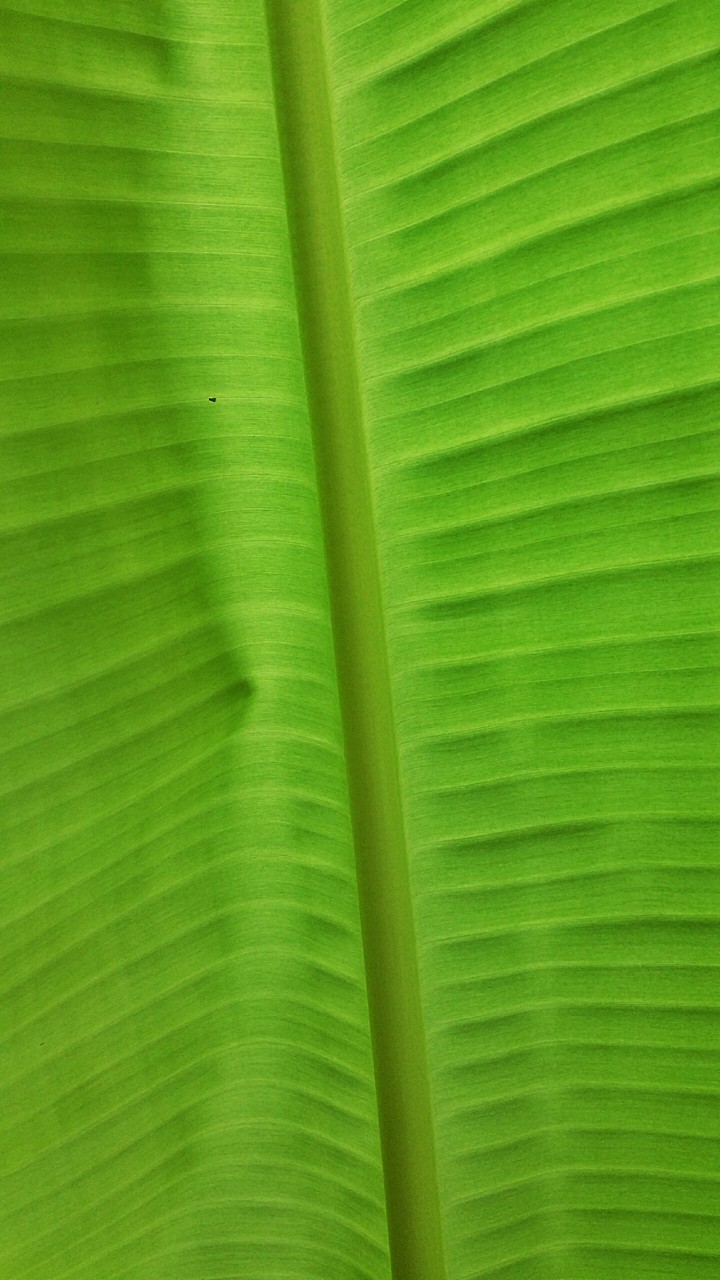 Symmetry of Nature