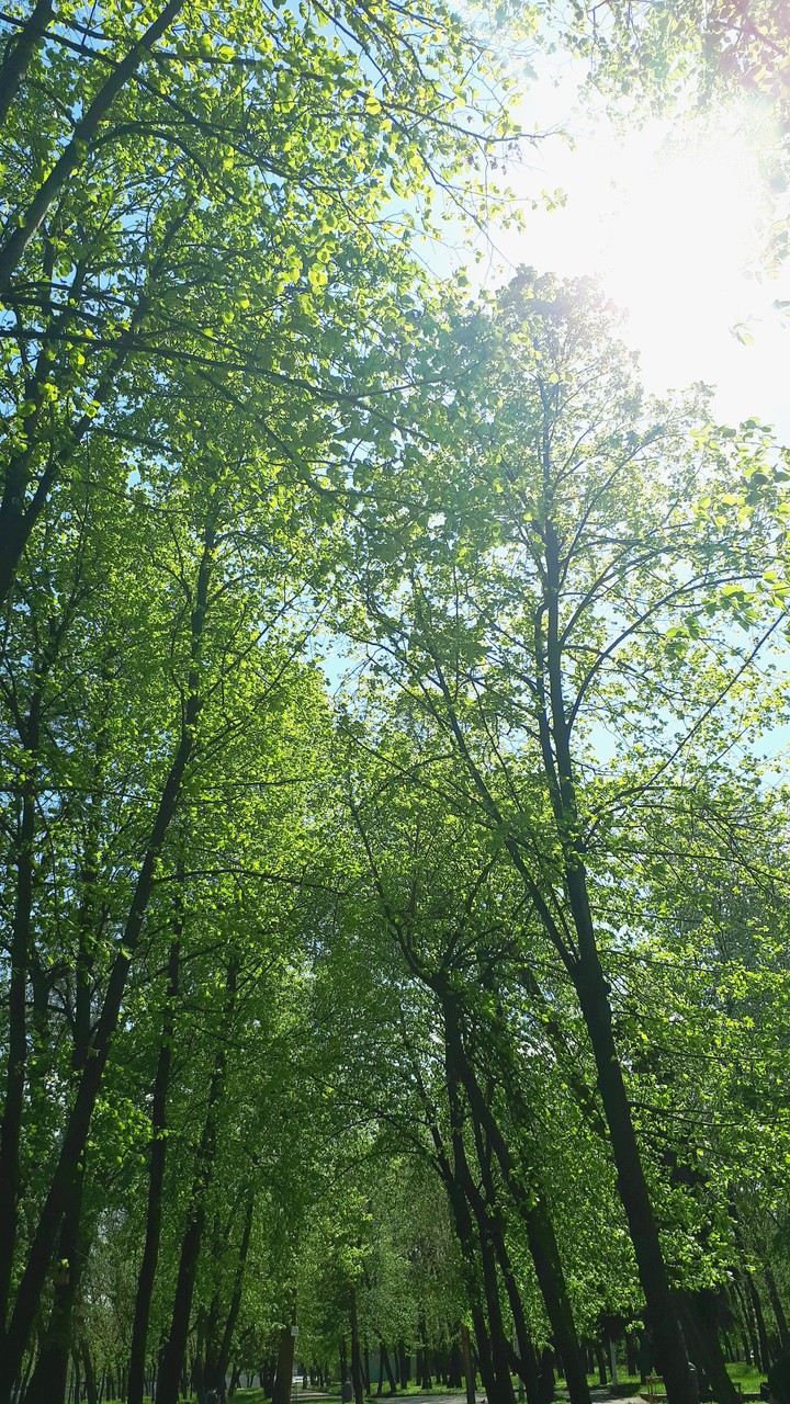 almost the forest in the city jungle)