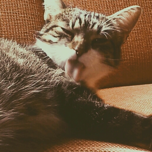 kat